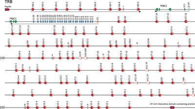 A Comprehensive Annotation of the Channel Catfish (Ictalurus punctatus) T Cell Receptor Alpha/Delta, Beta, and Gamma Loci